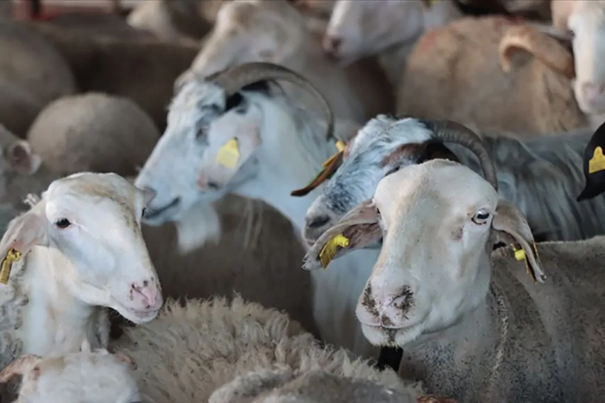 Kurban Bayramı İçin Geri Sayım Başladı: İşte Kalan Gün Sayısı