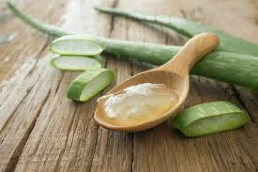 Aloe Vera: Faydaları, Kullanım Alanları ve Evde Yetiştirmenin Püf Noktaları