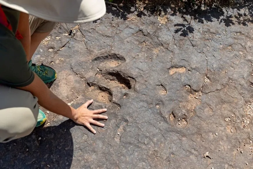 Kazı Yapan Maden İşçisi, 166 Milyon Yıllık Dinozor Ayak İzlerini Keşfetti!