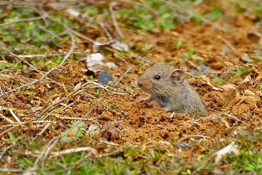 Fare zehiri buharlaştı, 3 kardeş yaşamını yitirdi! Konut içi kullanım yasak mı?