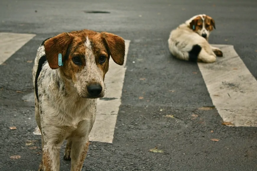 Ankara’da Köpek Saldırısıyla Ağır Yaralanan Hayrettin’in Komşuları: “Başıboş Köpekler Toplatılsın!”