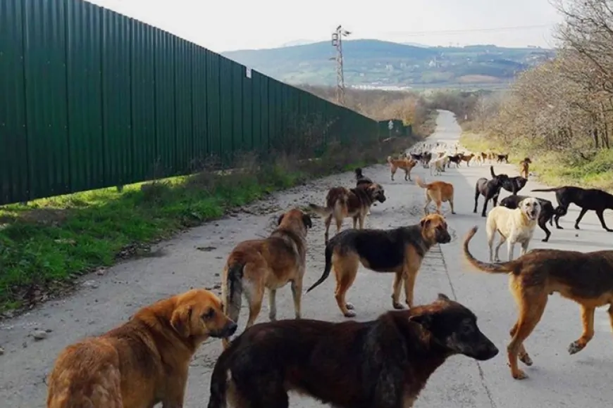 Ankara'da 5 Yaşındaki Çocuk Köpek Saldırısında Yaralandı