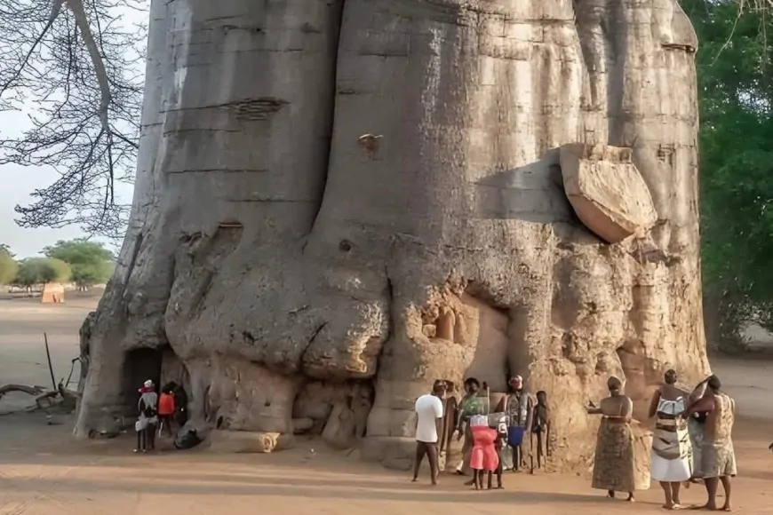 Güney Afrika’daki 2000 Yıllık “Hayat Ağacı” Baobab, Kıtanın Simgesi