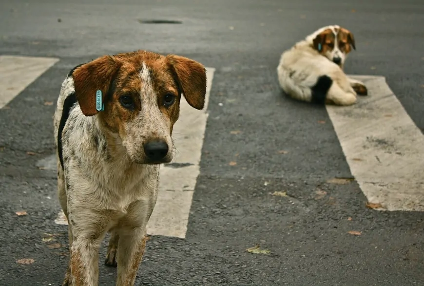 Ankara’da Köpek Saldırısıyla Ağır Yaralanan Hayrettin’in Komşuları: “Başıboş Köpekler Toplatılsın!”