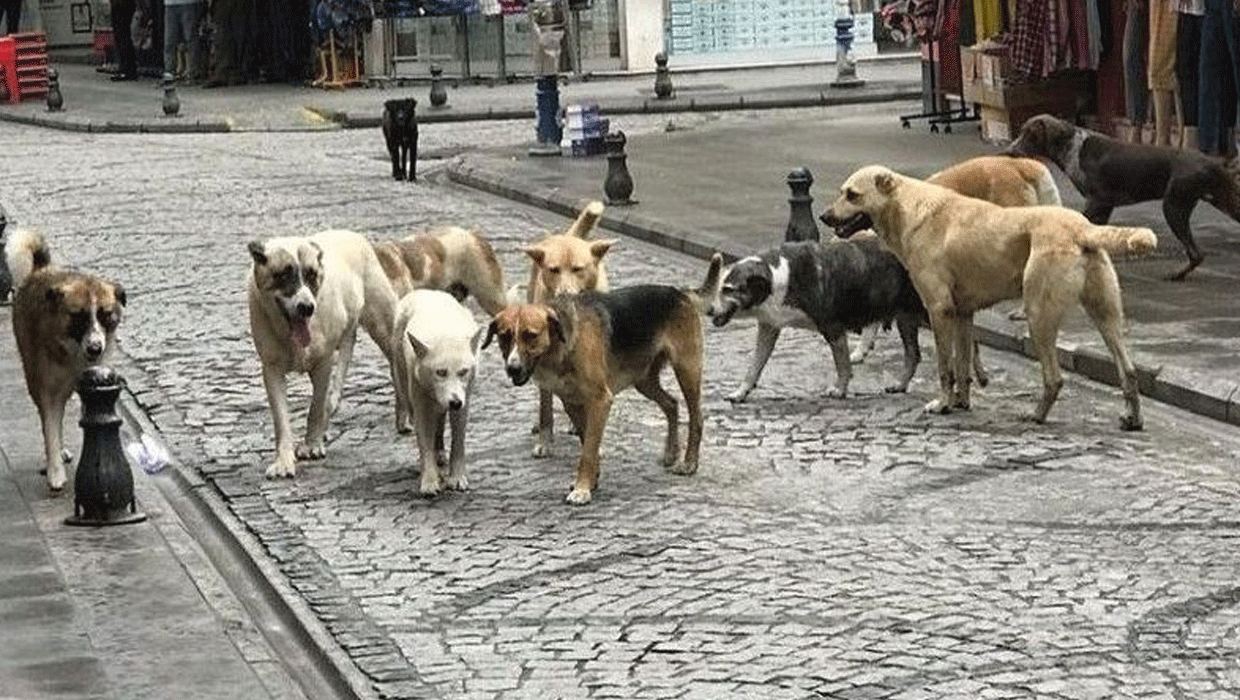 Kütahya'da Anne ve Kız Sahipsiz Köpeklerin Saldırısına Uğradı: Hastaneye Kaldırıldılar