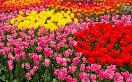 Sevgililer Günü için 75 milyon dal çiçek ihraç edildi, 30'u ulaştı!