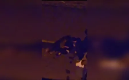 Giresun’da sokak köpeği saldırısı: Kadın boğazından ağır yaralandı