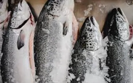 Norveç’te firari somon alarmı: Balık başına 1.600 TL ödül!