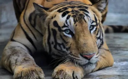 Hindistan’da Kaplan Dehşeti: 24 Saat İçinde Aynı Aileden İki Kişiyi Öldürdü