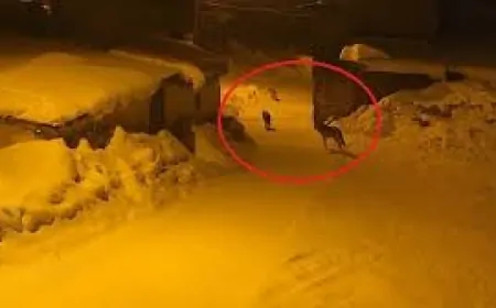 Bayburt'un Karayaşmak Köyü'nü kurt sürüsü sardı! Muhtar ahıra giderken tehlikeyi fark etti