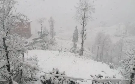 Rize’de yağmur etkili olacak: Yüksek kesimlerde kar bekleniyor