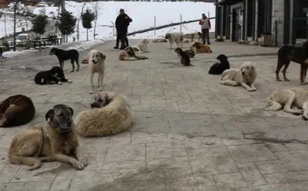 Başıboş Köpekler Mezarlıklarda Sürü Halinde Geziyor, Vatandaşlar Tedirgin