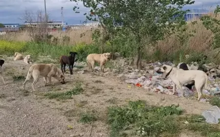 Türkiye'nin Kanayan Yarası: Başıboş Köpekler Mezarlıklarda Sürü Halinde Geziyor