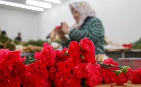 Sevgililer Günü'nde Çiçek Siparişi Rekoru Kırıldı: Çiçekçiler Yoğun Talebe Hazır!