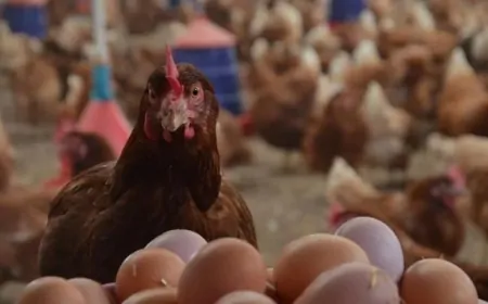 ABD'deki kuş gribi krizi Türk yumurtasına olan talebi ciddi şekilde artırdı