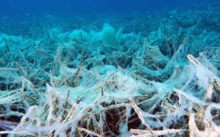 Marmara Denizi'nde müsilajın ekosisteme verdiği zarar kaydedildi