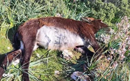 Kuzey Kıbrıs’ta 14 eşek vahşice katledildi: Tepkiler çığ gibi büyüyor
