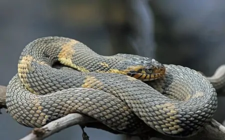 Sekiz Yıllık Yolculuk: Yılanlardan Kaçan Togo’lu Grönland’a Nasıl Ulaştı?