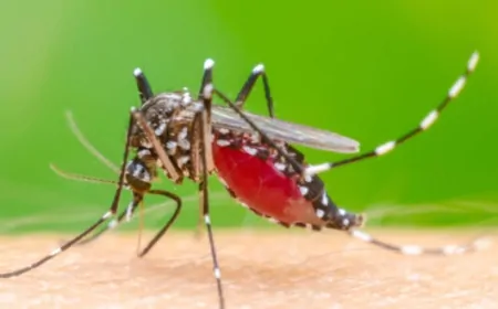 Filipinler’de dang hummasıyla mücadelede sıra dışı yöntem: Sivrisinek başına para ödülü