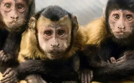 Kapuçin Maymunları Sosyal Hoşgörü Sayesinde Daha Hızlı Öğreniyor