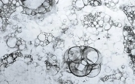 Matematiksel Modeller Kültürel Dinamikleri Nasıl Açıklıyor?