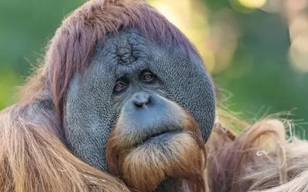 Büyük İnsansı Maymunlar da Şaka Yapıyor: Mizahın Kökleri 13 Milyon Yıl Öncesine Uzanıyor