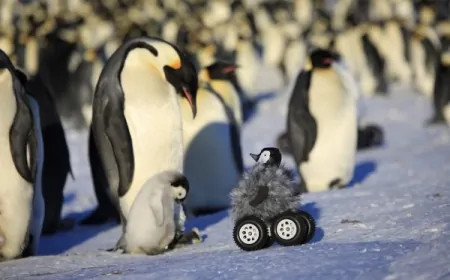Penguenlerin Avlanma Sırları Çözülüyor: Bilim İnsanlarından Yeni Kamera Sistemi