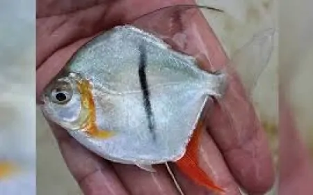 Amazon’da Yeni Keşif: Vejetaryen Beslenen Piranaya 'Sauron' İsmi Verildi