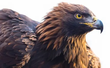 Kaya Kartalı: Yırtıcı Kuşların Altın Tüylerle Taçlanmış Avcısı