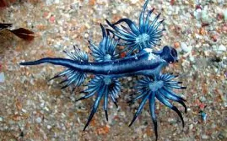 Okyanusların Gizemli Avcısı: Mavi Deniz Salyangozunun Sırları