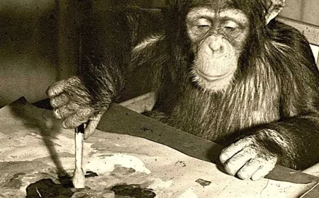 Şempanze Kültüründe Kayıp: Tek Bir Bireyin Ölümüyle Jestler Yok Oldu