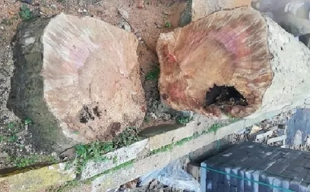 Çınar Ağaçlarını Tehdit Eden Ölümcül Hastalık: Çınar Kanseri Nedir?