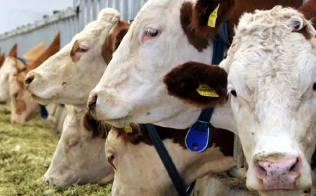 Hayvancılık Sektörü İklim Krizinin En Büyük Kaynaklarından Biri Çıktı!