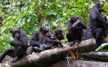 Şempanzeler, Yunuslar ve Diğer Hayvanlar: Ergenliğin Zorluklarını Sosyal Öğrenme Üzerinden Keşfetmek