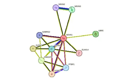 NOVA1 Proteini, İnsan Konuşma Yeteneğinin Evriminde Kilit Rol Oynamış Olabilir