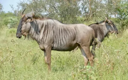 Antiloplardan fillerine, hayvanlar gezegenimizi şekillendirmede büyük rol oynuyor
