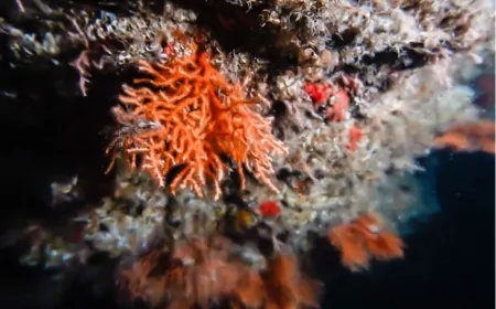 Mantar Mercanı Bacakları Olmadan Nasıl "Yürüyüşe Çıkıyor"? Yeni Video Gizemi Ortaya Koyuyor