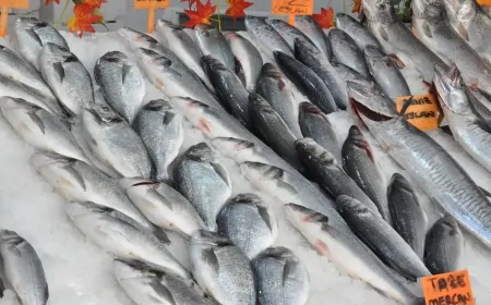Balık Fiyatlarında 2025 Güncel Değişiklikler: İşte Öne Çıkan Cinsler ve Fiyat Aralıkları