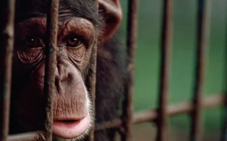 Hayvanlar Zihinsel Hastalık Yaşar mı? Uzmanlar Neler Söylüyor?