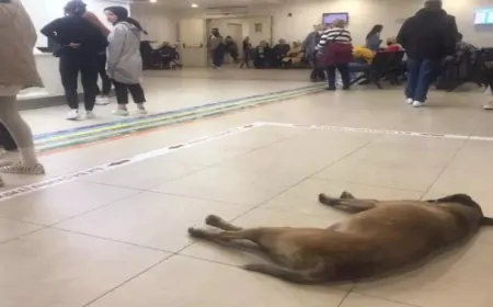 Sağlık tesislerinde sahipsiz hayvan sorunu çözülüyor: Bakanlık harekete geçti