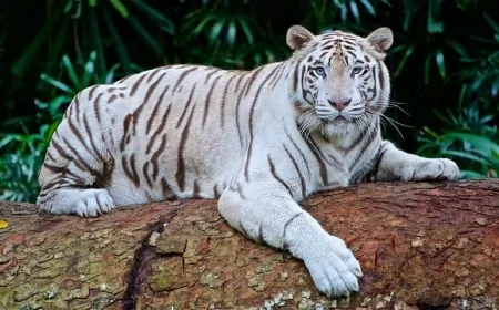 Hayvanlar için geliştirilen 'internet' doğanın sırlarını açığa çıkarabilir!