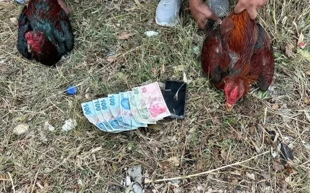 Antalya’da Horoz Dövüştüren 14 Kişiye 129 Bin TL Para Cezası Uygulandı