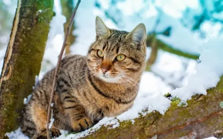 Rüyada Kedi Görmek: Sezgiler mi, Gizli Düşmanlar mı? Anlamı ve Yorumları