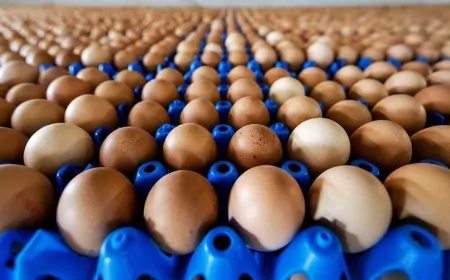 ABD, kuş gribi nedeniyle Türkiye'den 22 bin ton yumurta alacak