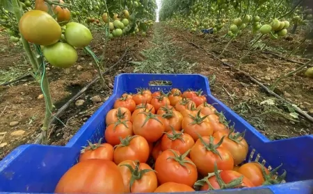 Antalya'da Güncel Sebze ve Meyve Fiyatları Açıklandı: En Pahalı ve En Ucuz Ürünler