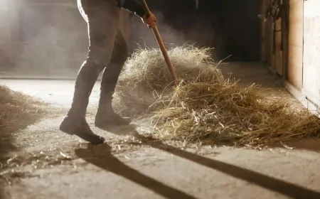Rüyada Ahır Görmek: Maddi Kazançtan Huzura, İslami ve Psikolojik Yorumlar