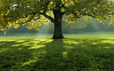 Rüyada Ağaç Görmek: Sağlık, Huzur ve Yaşamın Derin Anlamları