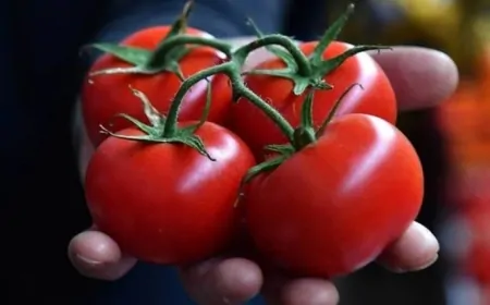 Gümrüklerde virüslü domates tohumları alarmı: Son 45 günde 6 kez tespit edildi