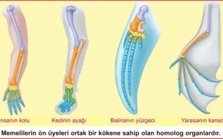 Farklı Türlerde Aynı Kemik Yapısı: Homoloji ve Homoplazi Nedir?