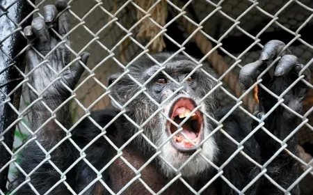 Kaçak Avcılık, Şempanzelerin Kültürel Mirasını Yok Ediyor!